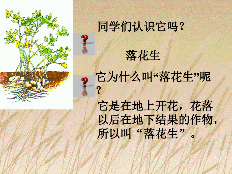 落花生ppt.ppt_第1页