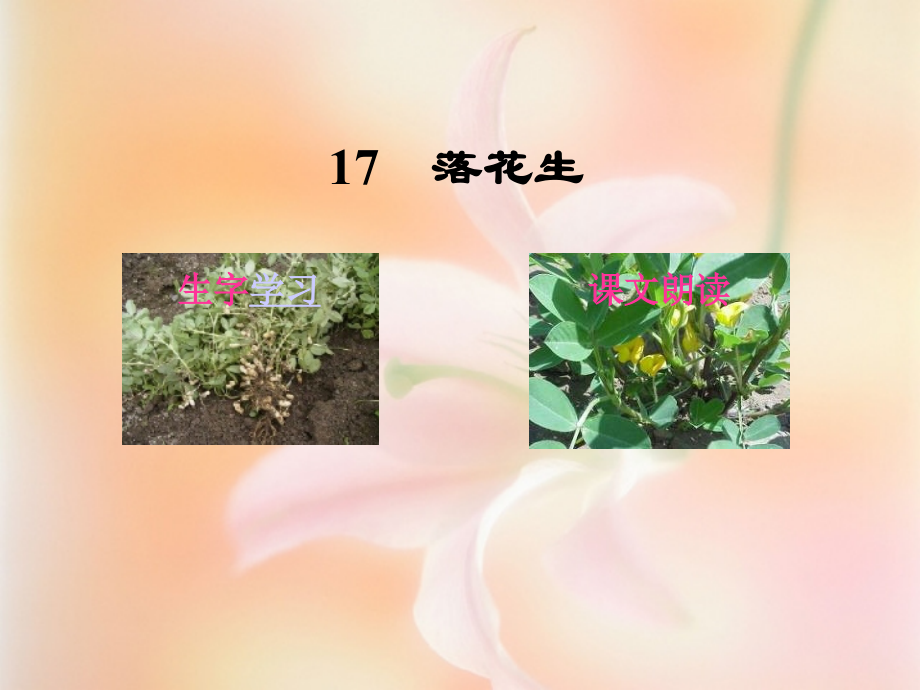 落花生ppt.ppt_第2页