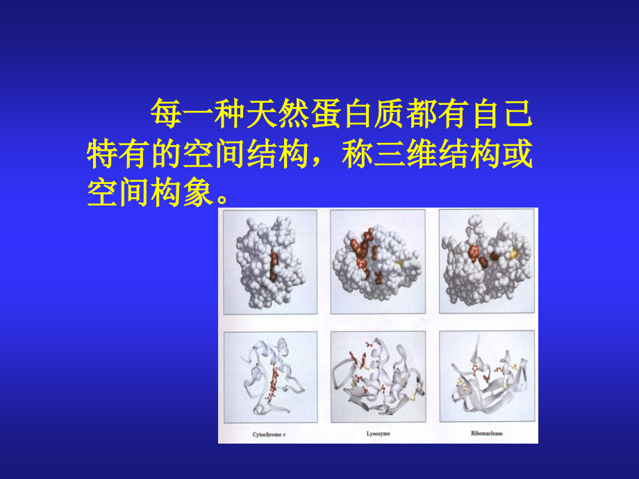 第三章 蛋白质的三维结构.ppt_第2页