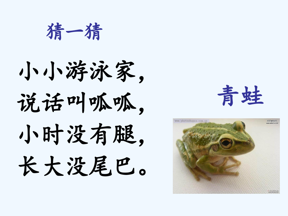 (部编)人教语文一年级下册《小青蛙》课件.ppt_第1页