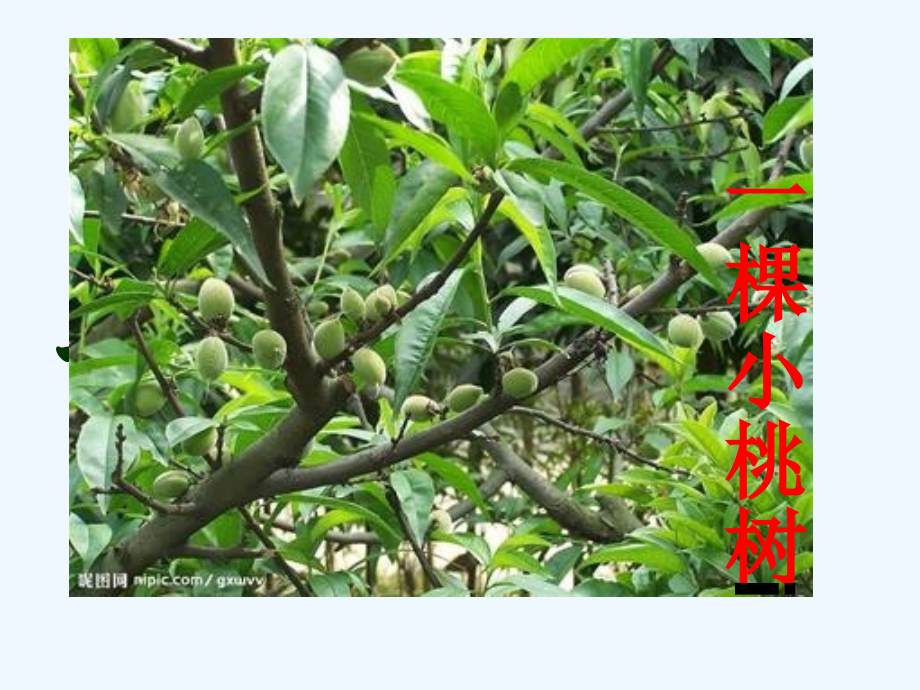 (部编)初中语文人教七年级下册一棵小桃树--PPT.ppt_第1页