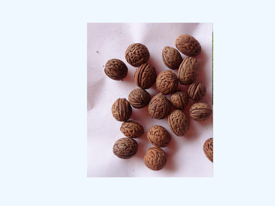 (部编)初中语文人教七年级下册一棵小桃树--PPT.ppt_第2页