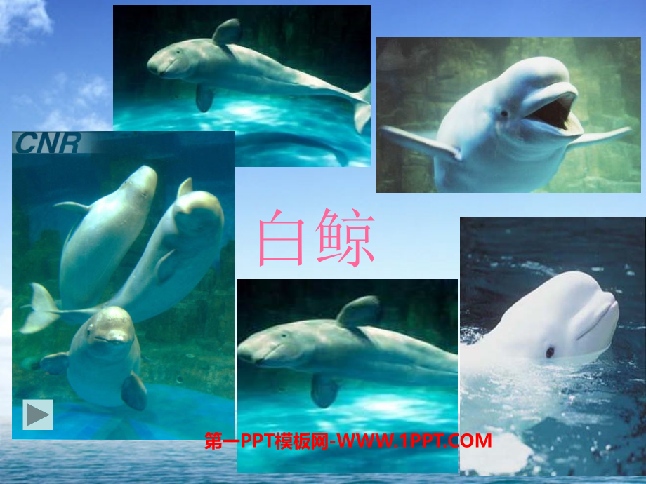 白鲸PPT课件.ppt_第1页