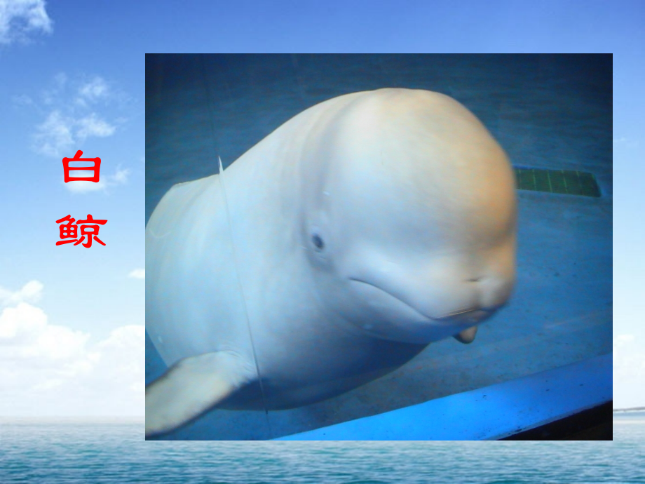 白鲸PPT课件.ppt_第2页