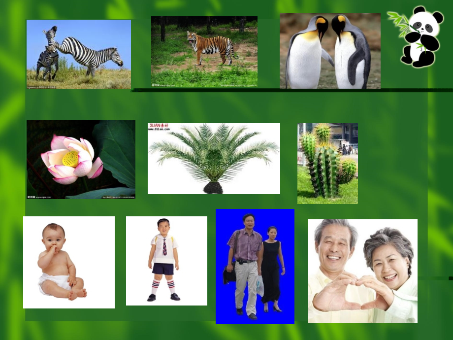 《动物植物人》PPT课件.ppt_第1页