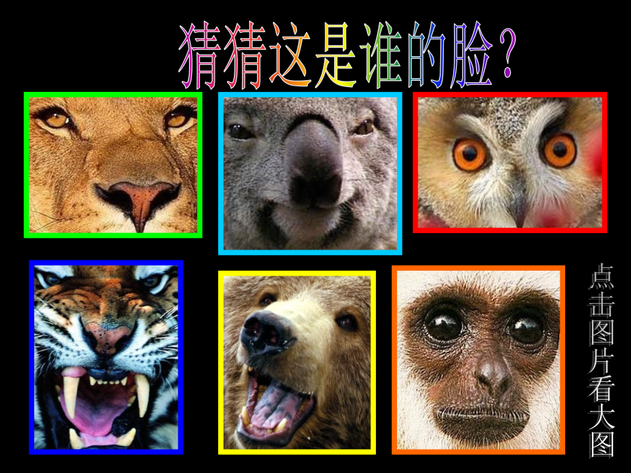 《动物的脸》课件2.ppt_第2页