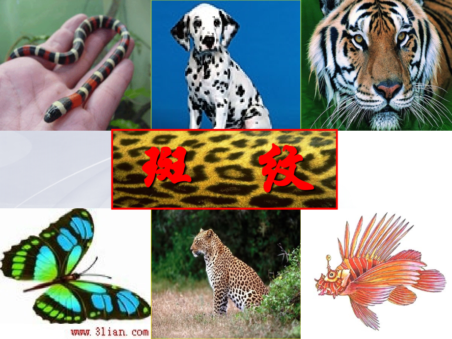 斑纹优秀课件.ppt_第1页