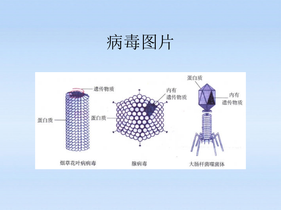 七年级生物上册-病毒与人类的关系课件-人教新课标版.ppt_第2页