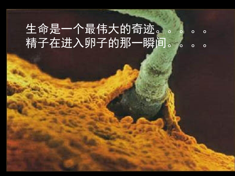 健康的重要性1.ppt_第2页