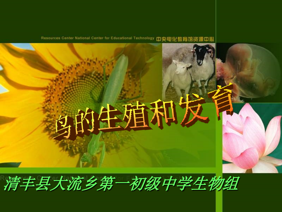 8[1].4鸟的生殖和发育.ppt_第1页