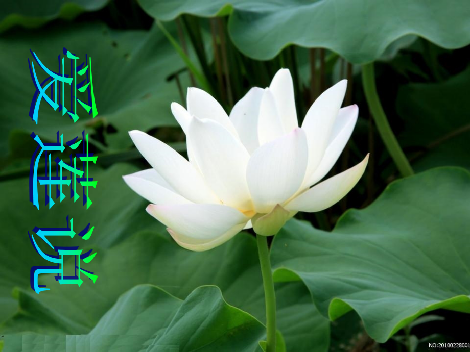 爱莲说.ppt[1].ppt_第1页