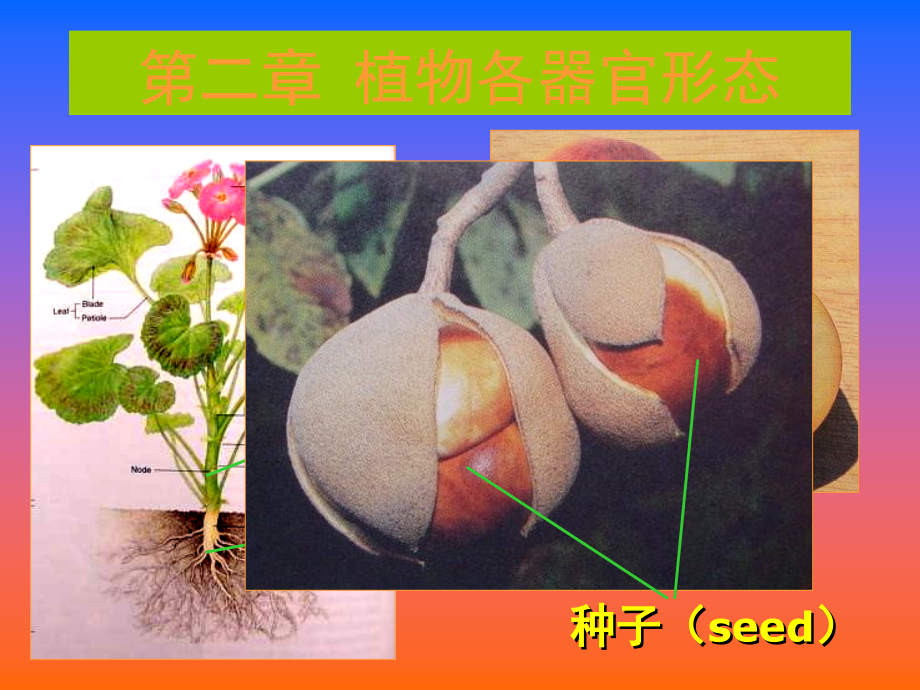 第二章1根.ppt_第2页