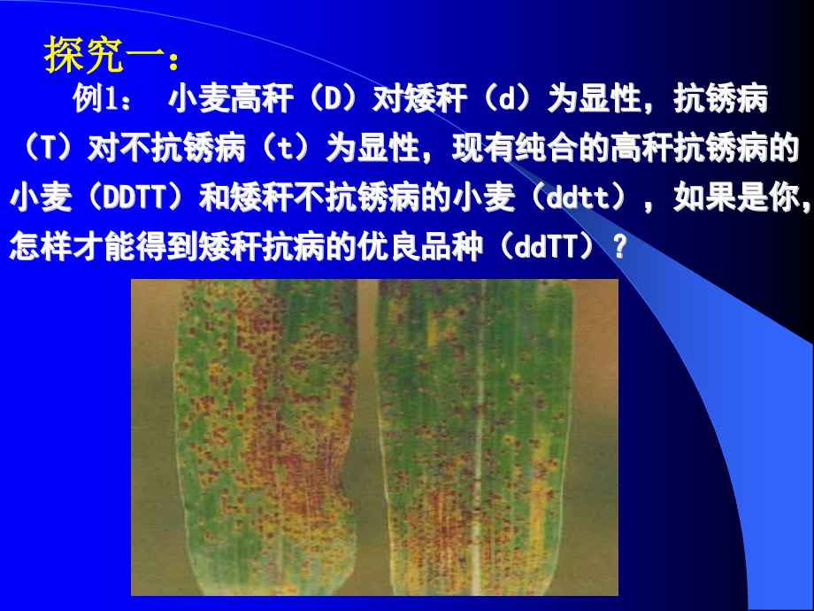 《杂交育种与诱变育种》课件.ppt_第1页