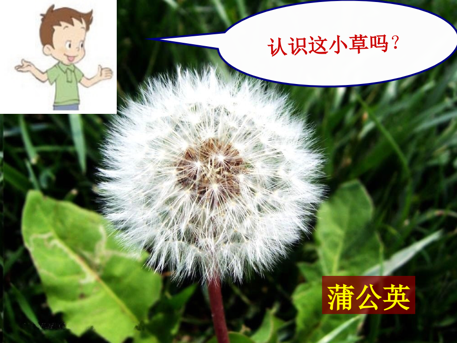 科学三年级第一单元3.大树和小草.ppt_第2页