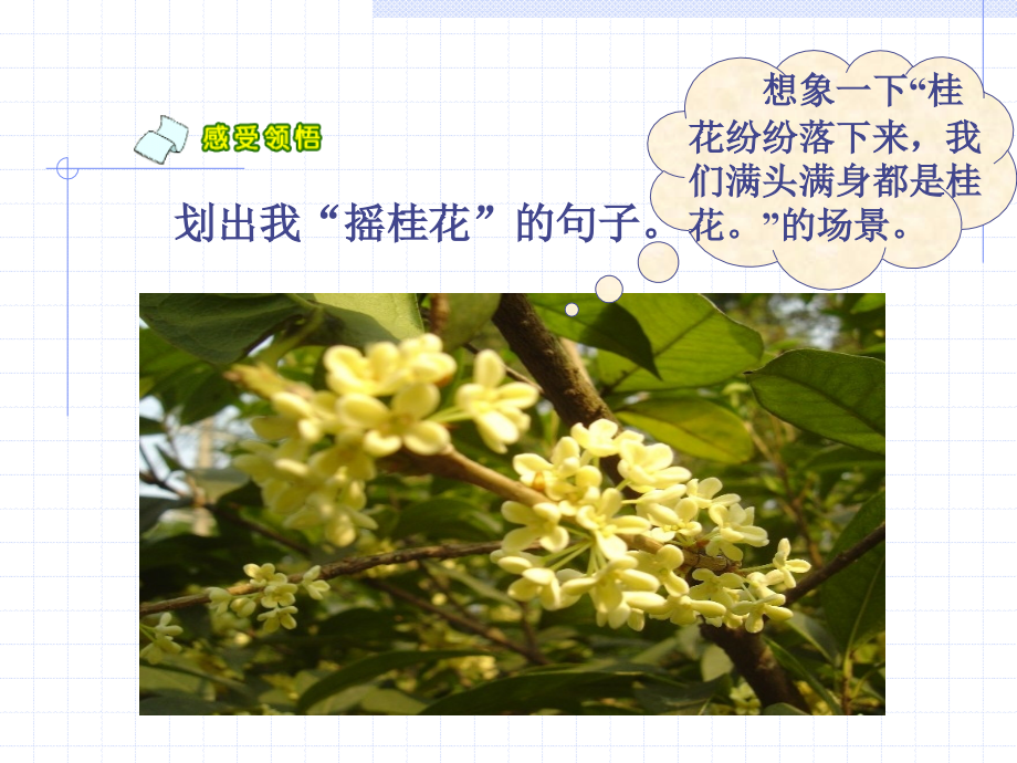 苏教版语文四年级上册《桂花雨》PPT课件.ppt_第2页