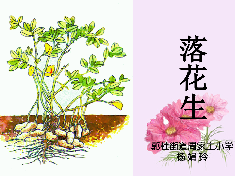 落花生教学课件ppt.ppt_第1页