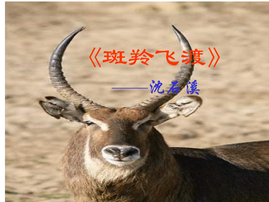 斑羚飞渡 课件.ppt_第1页