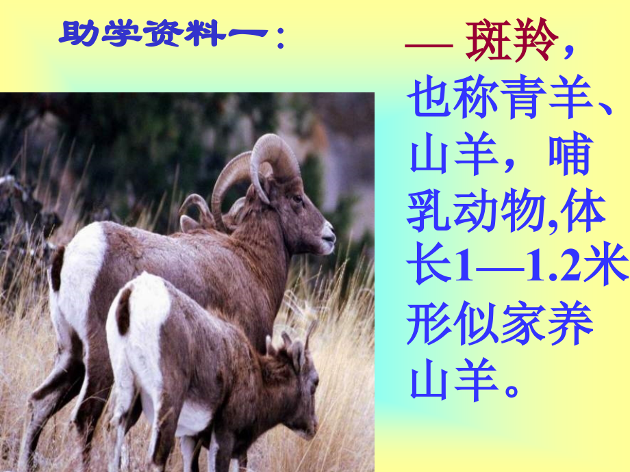 斑羚飞渡 课件.ppt_第2页