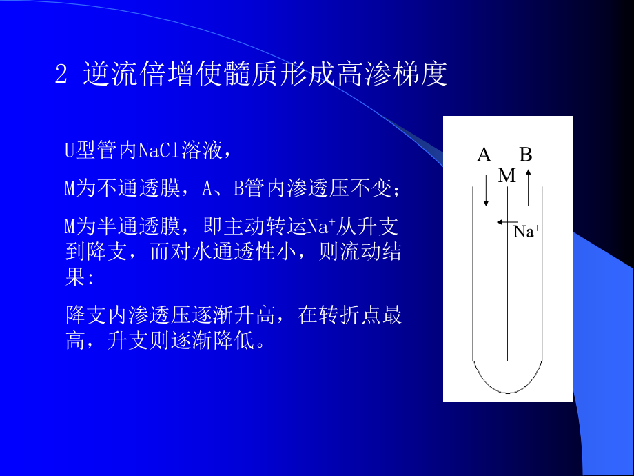 第三节尿的浓缩与稀释.ppt_第2页
