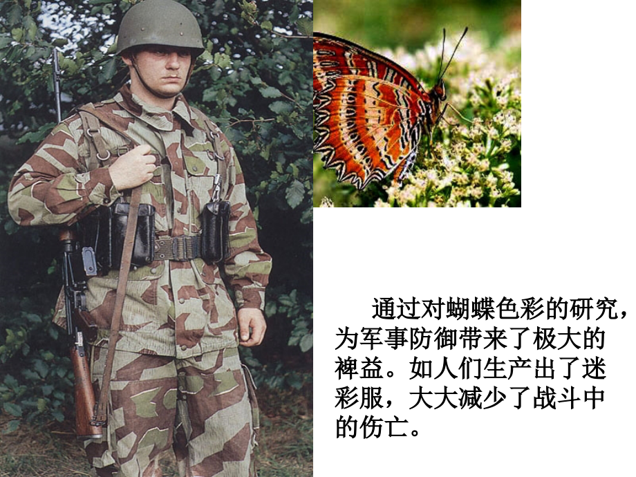 生物仿生应用.ppt_第1页