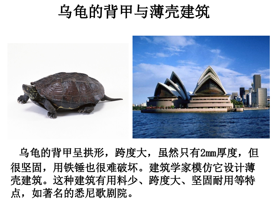 生物仿生应用.ppt_第2页