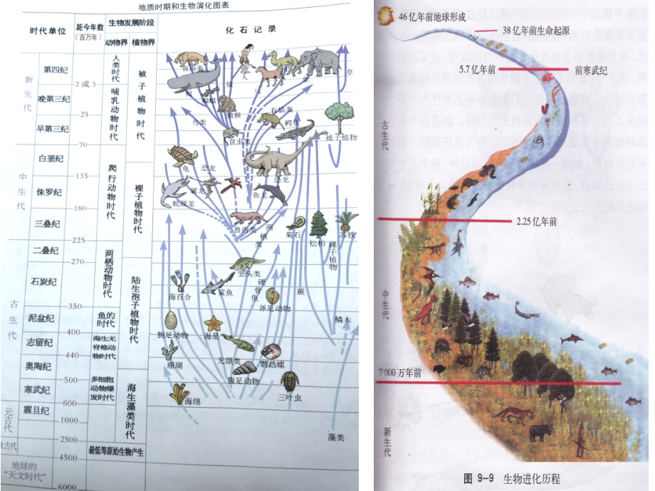 生物进化的证据.ppt_第2页