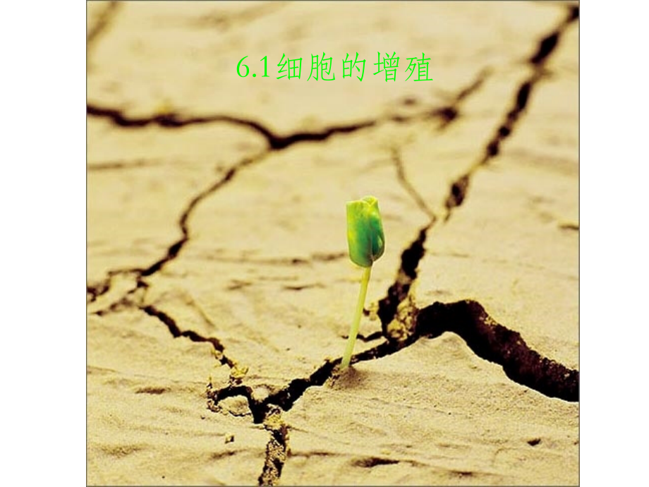 细胞增殖第一轮复习公开课一等奖.ppt_第1页