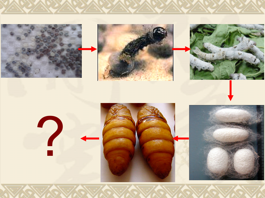 蛹变成了什么.ppt_第2页