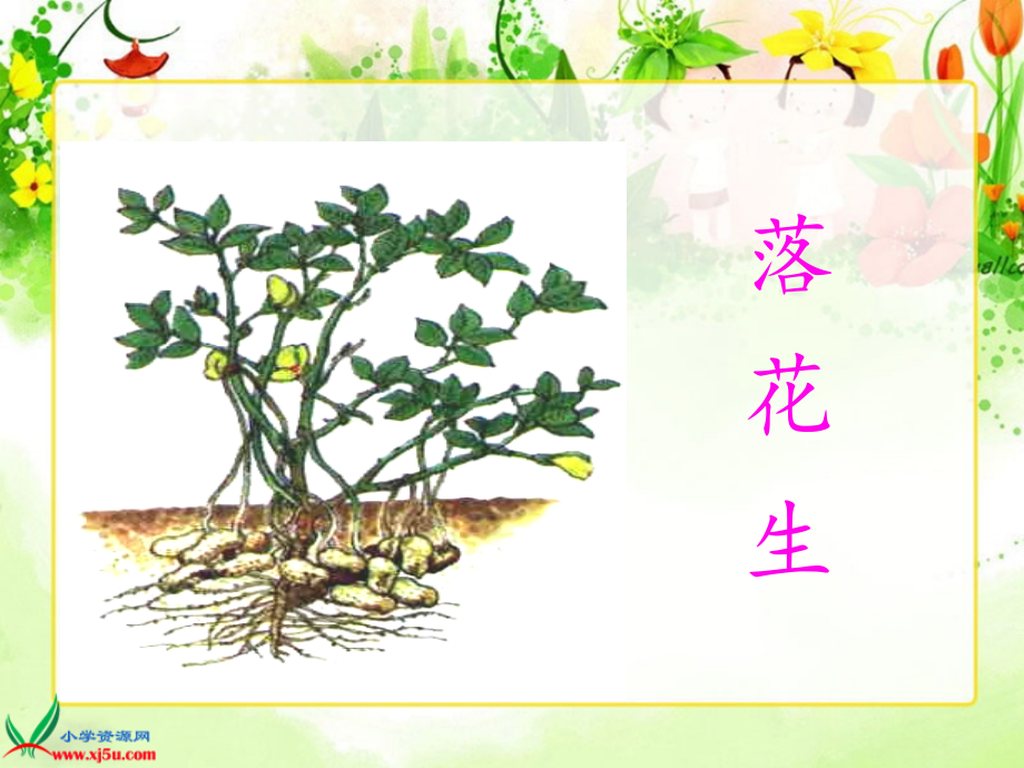 人教版第九册15落花生(上课).ppt_第2页