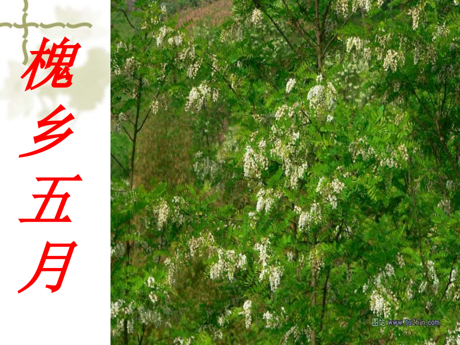 槐乡五月第一课时.ppt_第1页