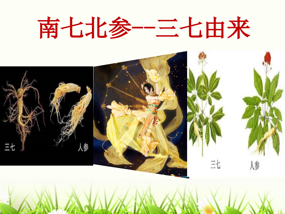 x三七课件.ppt_第2页