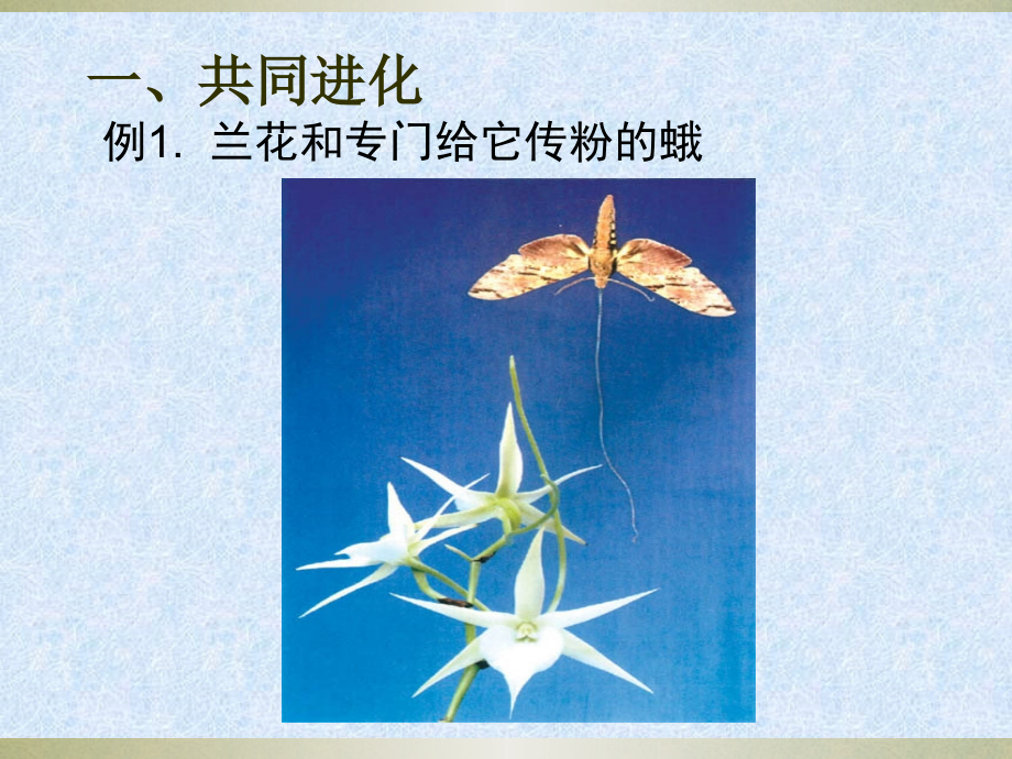 生物进化与生物多样性的形成.ppt_第2页
