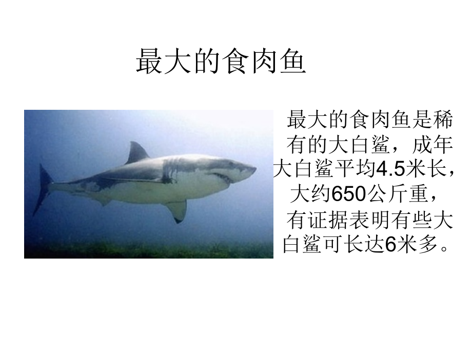 危险生物之最.ppt_第1页