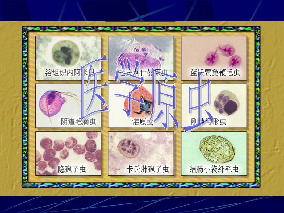 医学医学原虫课件.ppt_第1页