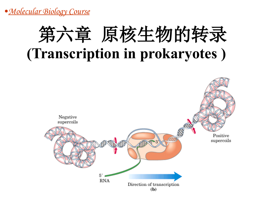 分子生物学---第5章-原核生物的转录.ppt_第1页