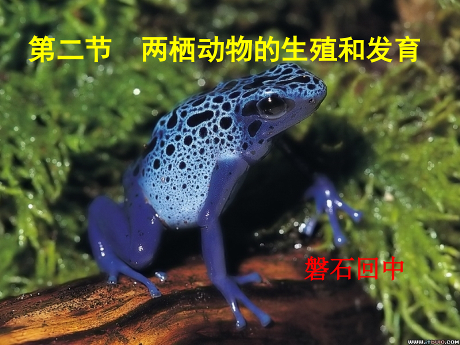 八年级生物上册-两栖动物的生殖和发育课件--济南版.ppt_第1页