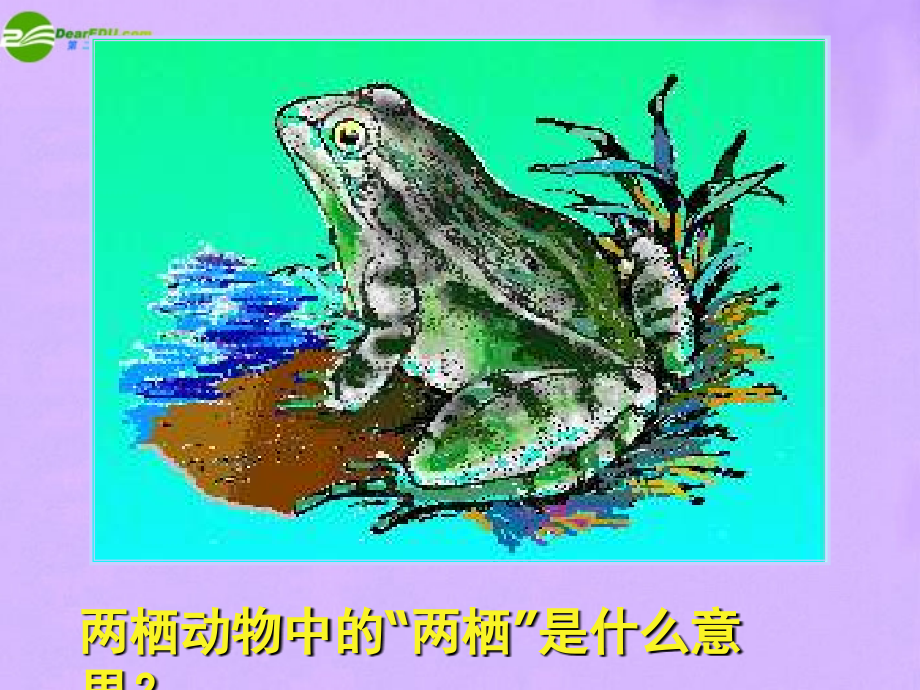 八年级生物上册-两栖动物的生殖和发育课件--济南版.ppt_第2页