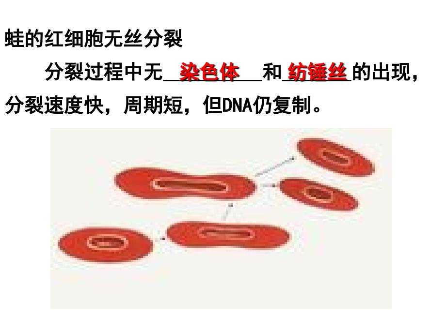 第一节细胞的增殖-(7).ppt_第2页