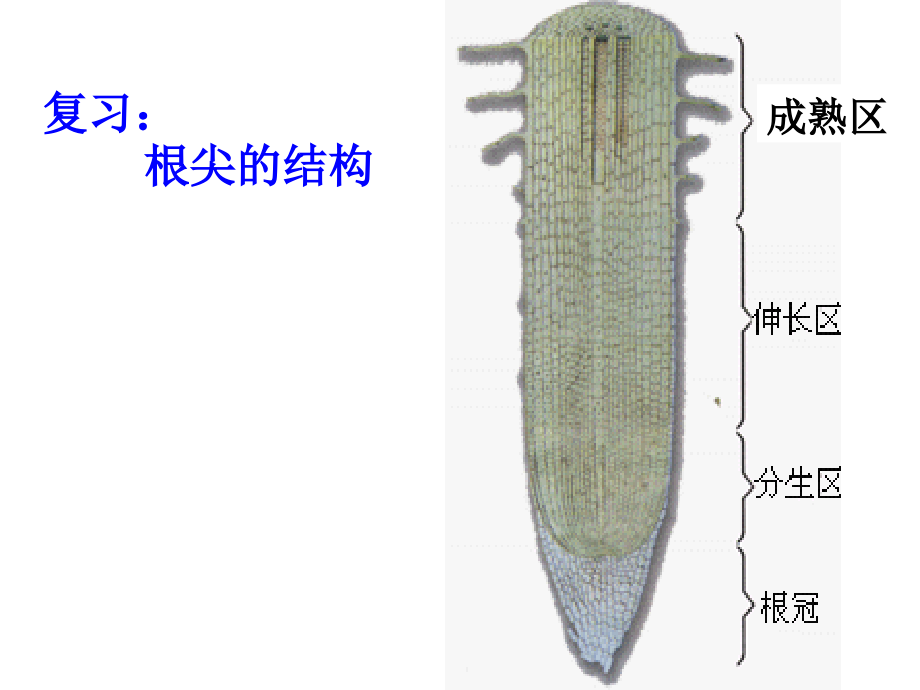 第三单元第二章第二节-植株的生长1.ppt_第2页