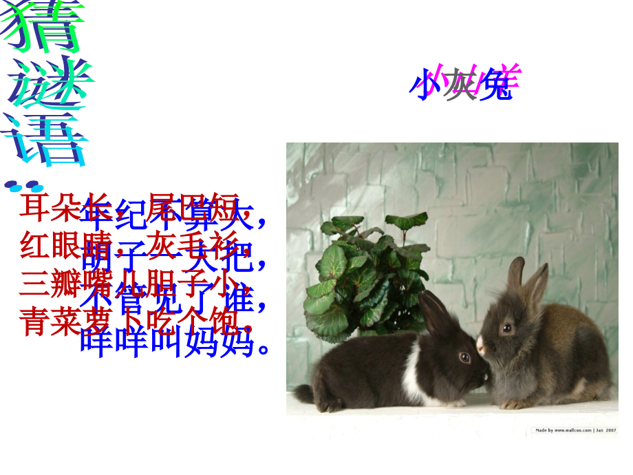 ②小山羊和小灰兔.ppt_第1页