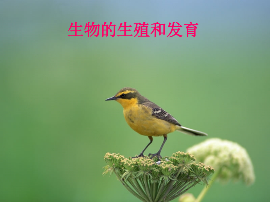 生物的生殖和发育1课件.ppt_第1页