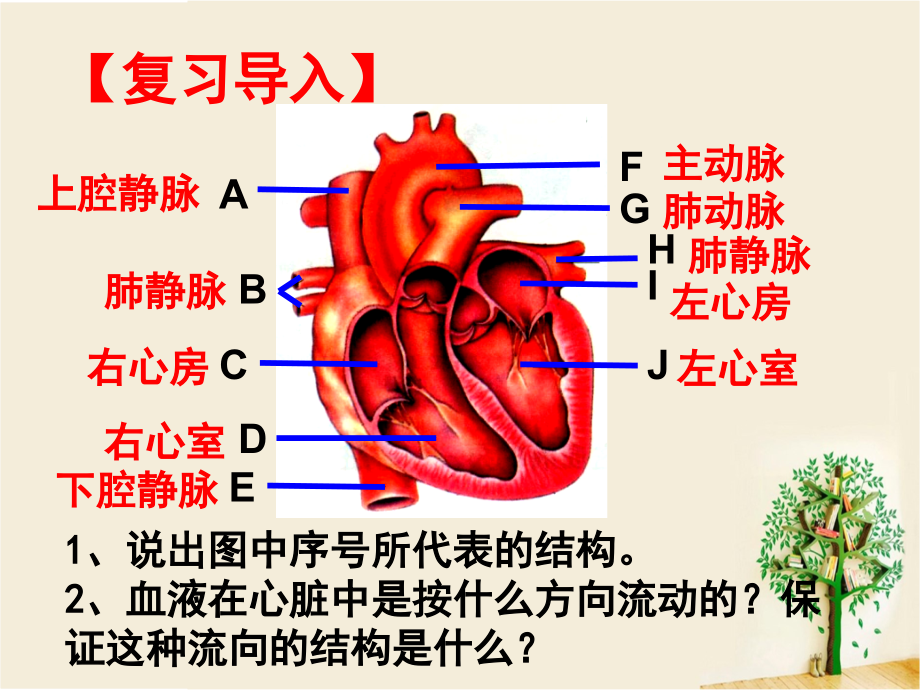 第三节输送血液的泵——心脏-(4).ppt_第1页