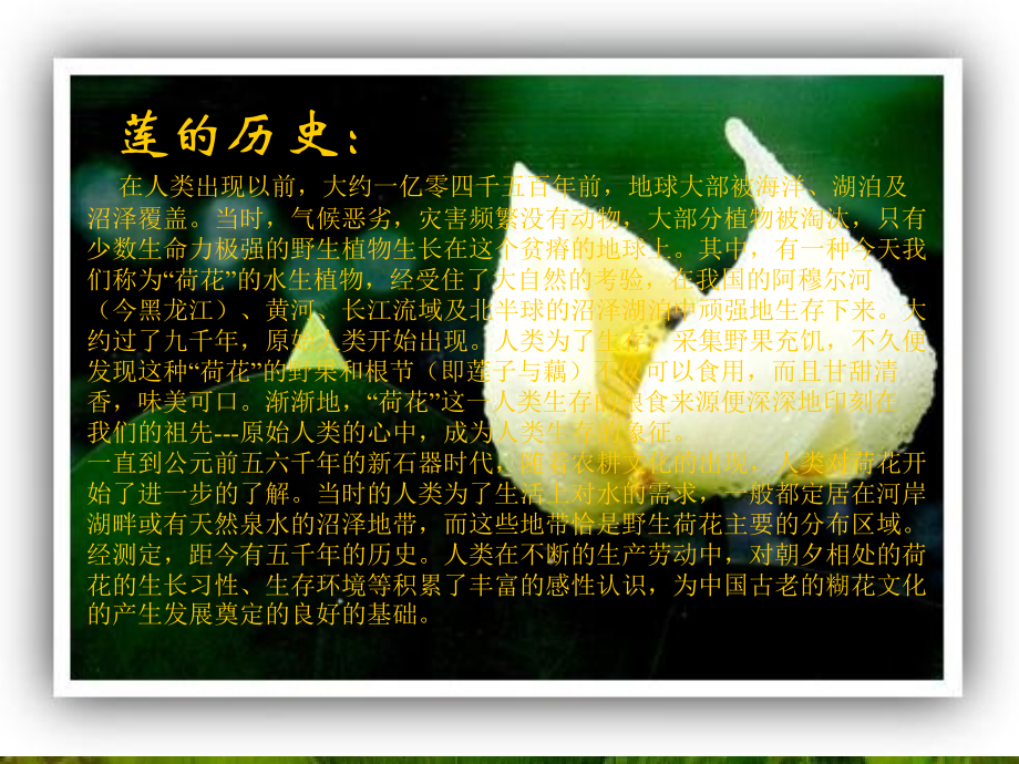 (莲文化的魅力)课件6 八年级语文上册第五单元(综合性学习莲文化的魅力)课件7套人教版 八年级语文上册第五单元(综合性学习莲文化的魅力)课件7套人教版.ppt_第2页