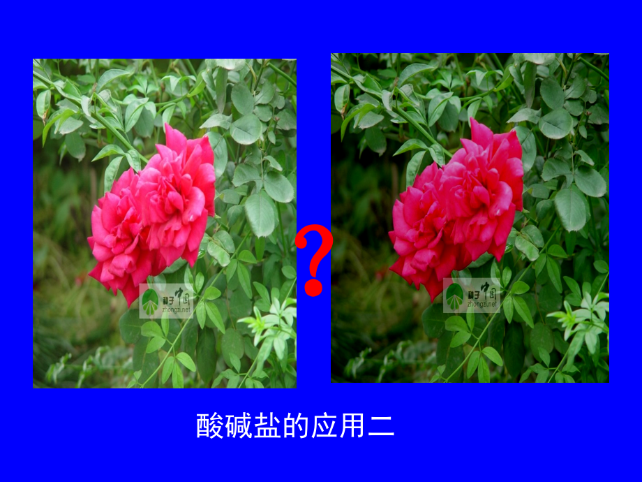 江苏地区初三化学酸碱盐的应用二 沪教版 课件.ppt_第1页
