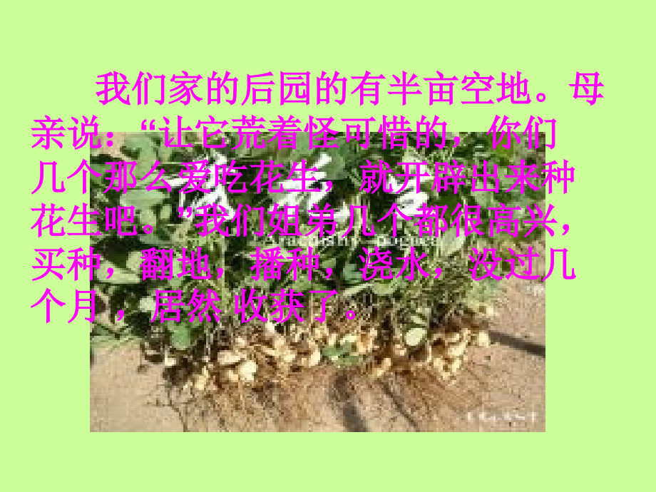 《落花生》课件(新人教版小学语文五年级上册课件).ppt_第2页