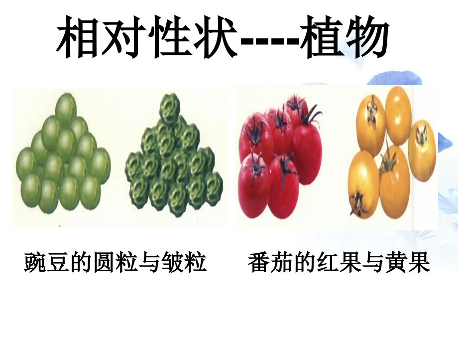 相对性状.ppt_第1页