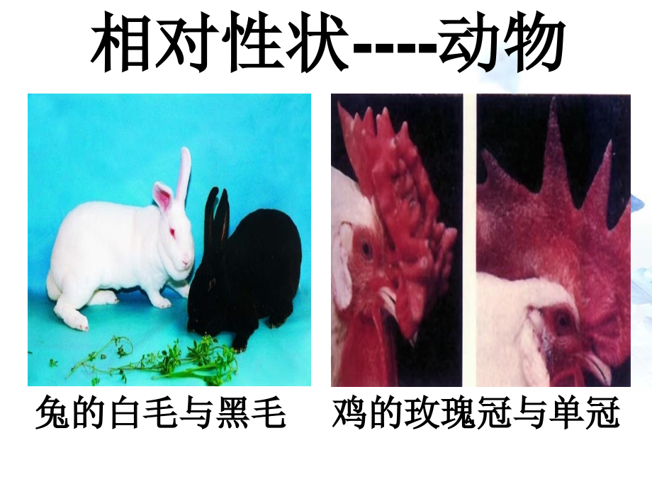 相对性状.ppt_第2页
