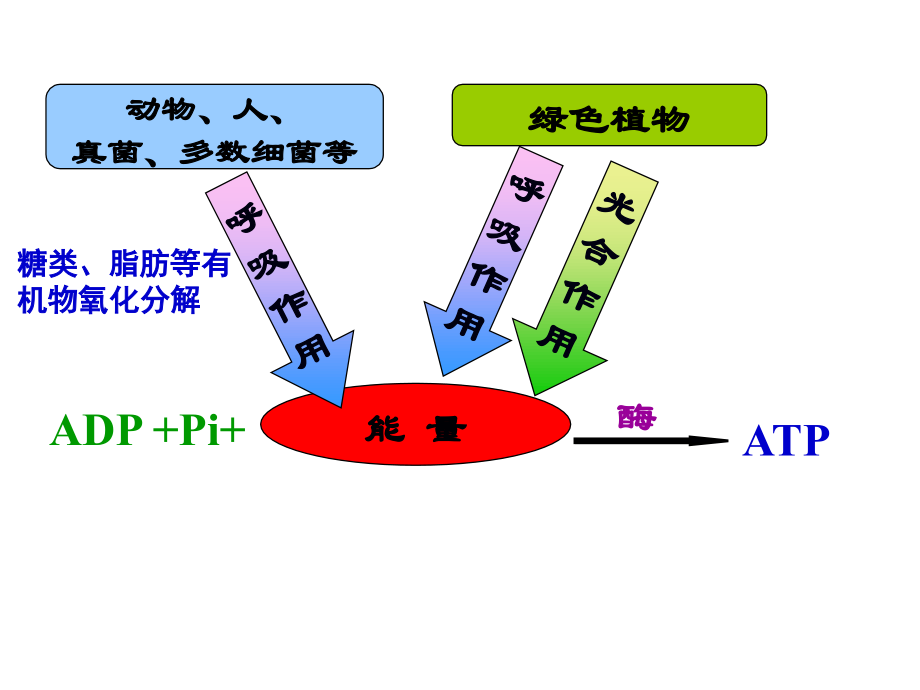 5.2ATP的主要来源-细胞呼吸.ppt_第2页