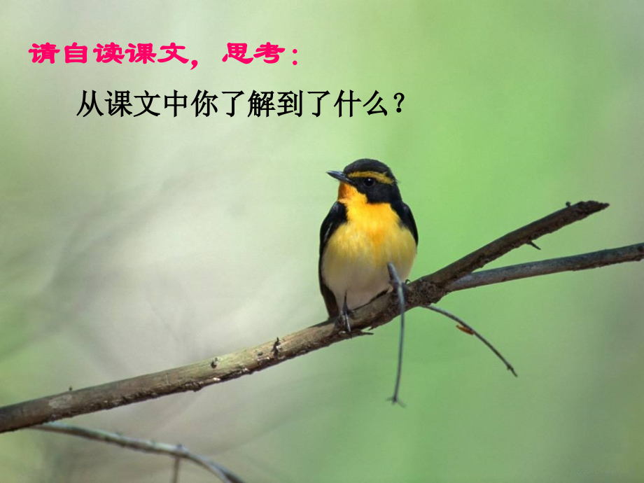 《父亲、树林和鸟》课件.ppt_第2页