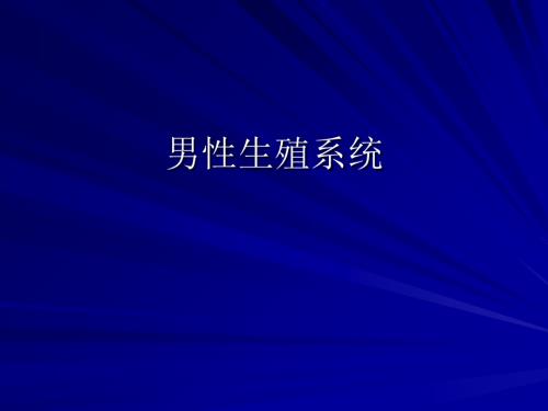 第六章-男性生殖系统课件.ppt